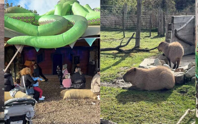 October Half-Term Magic: A Day of Joy, Healing and Adventure at Hobbledown Heath